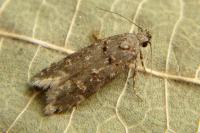 Teleiopsis diffinis