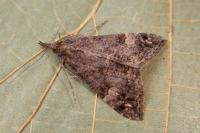 Hypena obsitalis