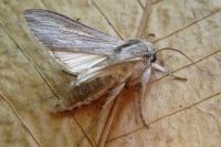 Cucullia umbratica