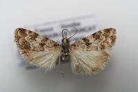 Scoparia ingratella