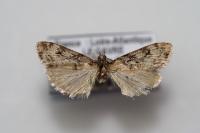 Eudonia truncicolella