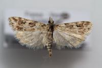 Eudonia lineola