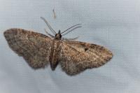 Eupithecia tenuiata
