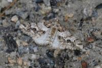 Agriopis leucophaearia
