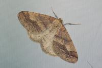 Phigaliohybernia marginaria