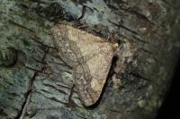 Phigaliohybernia marginaria