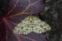 Ectropis crepuscularia