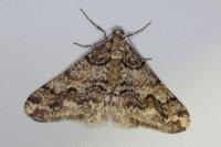 Agriopis leucophaearia