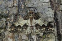 Agriopis leucophaearia