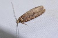 Agonopterix heracliana
