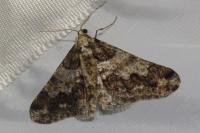 Agriopis leucophaearia
