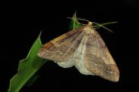 Phigaliohybernia marginaria
