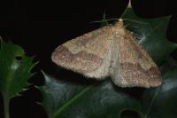 Phigaliohybernia marginaria