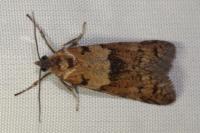 Tortricodes alternella