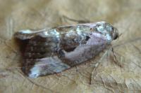 Elaphria venustula