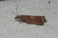 Dichrorampha acuminatana