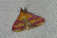 Pyrausta sanguinalis