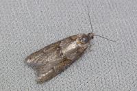 Tortricodes alternella