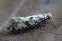 Nemapogon variatellus
