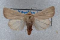 Mythimna sicula