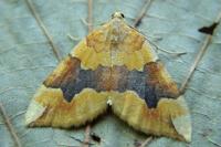 Cidaria fulvata