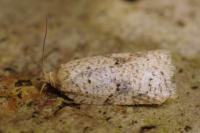 Acleris ferrugana