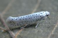 Yponomeuta evonymella