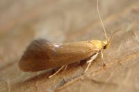 Crassa tinctella