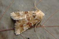 Eremobia ochroleuca