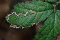 Stigmella aurella