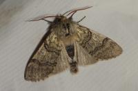 Achlya flavicornis