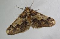 Agriopis leucophaearia
