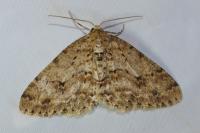 Ectropis crepuscularia