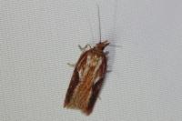 Acleris hyemana