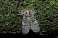Achlya flavicornis