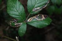 Stigmella aurella