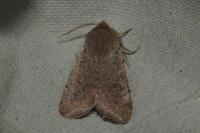 Orthosia cruda