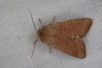 Orthosia cruda