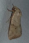 Cosmia trapezina