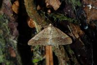 Phigaliohybernia marginaria