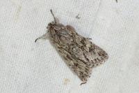 Xylocampa areola