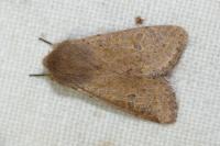 Orthosia cruda
