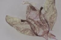 Depressaria daucella