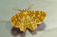 Hydrelia flammeolaria