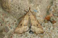 Schrankia taenialis