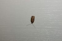 Agonopterix purpurea