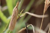 Ematheudes punctella