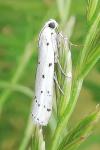 Myelois circumvoluta
