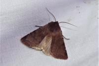 Cerastis rubricosa