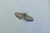Gymnoscelis rufifasciata